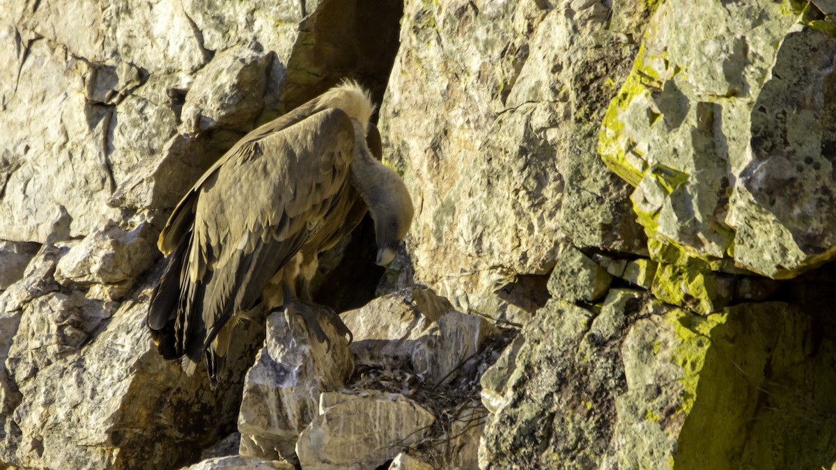Eurasian Griffon - ML643299675