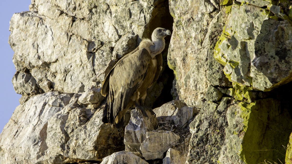 Eurasian Griffon - ML643299678