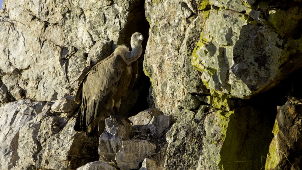 Eurasian Griffon - ML643299679