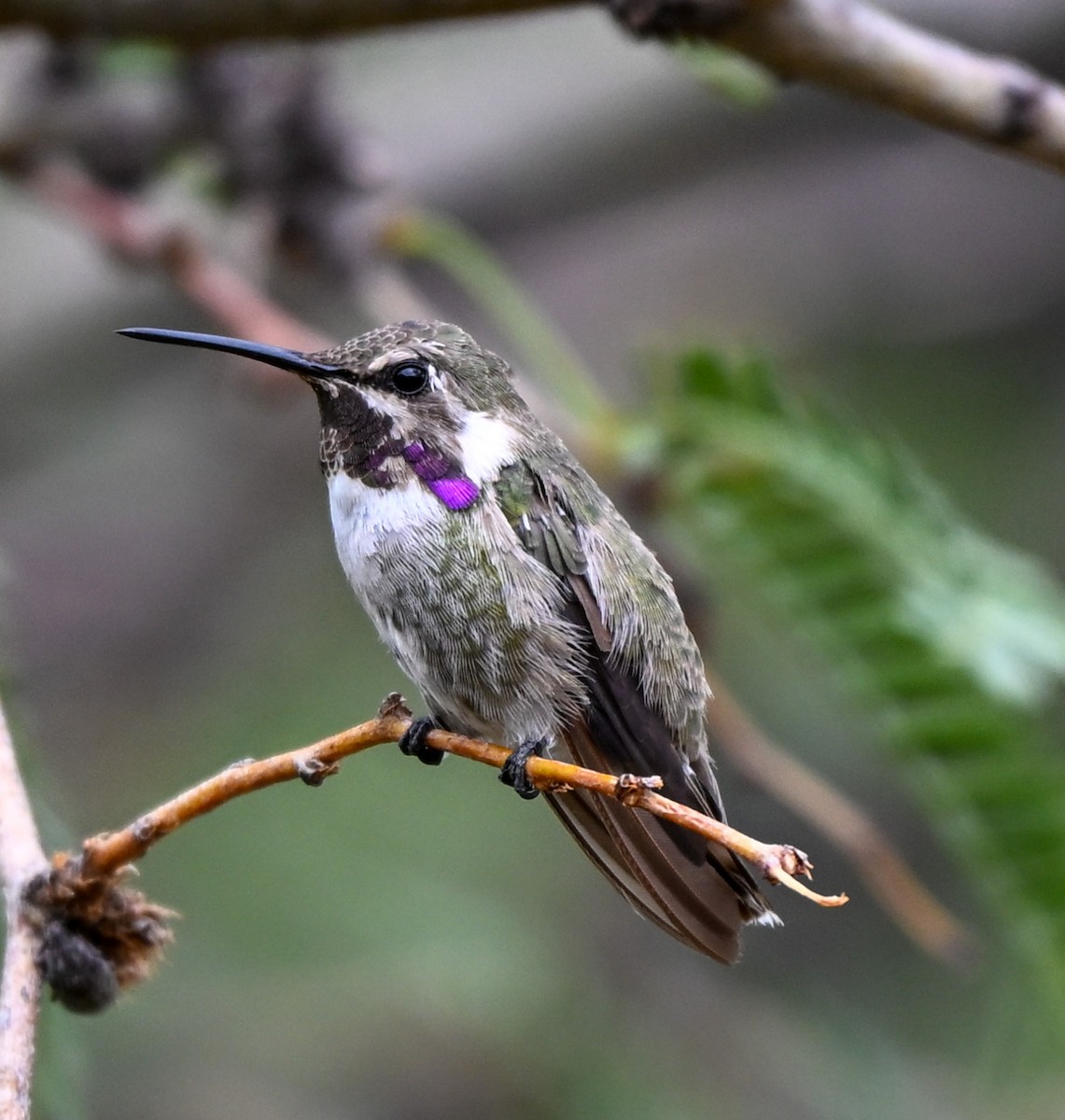 Costa's Hummingbird - ML643299680