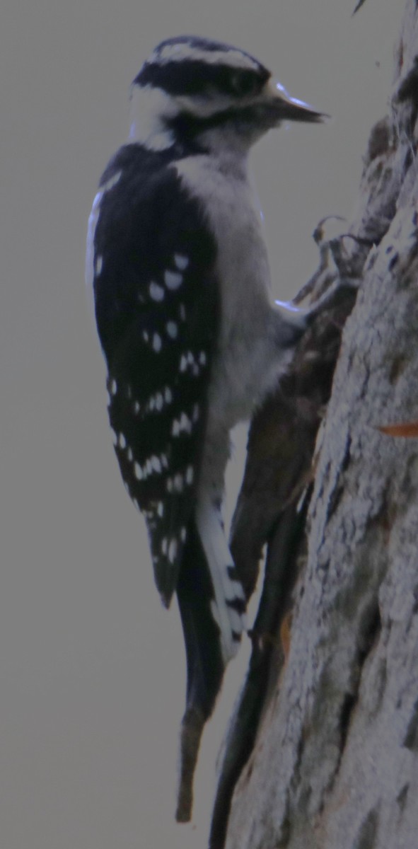 Downy Woodpecker - ML643299682