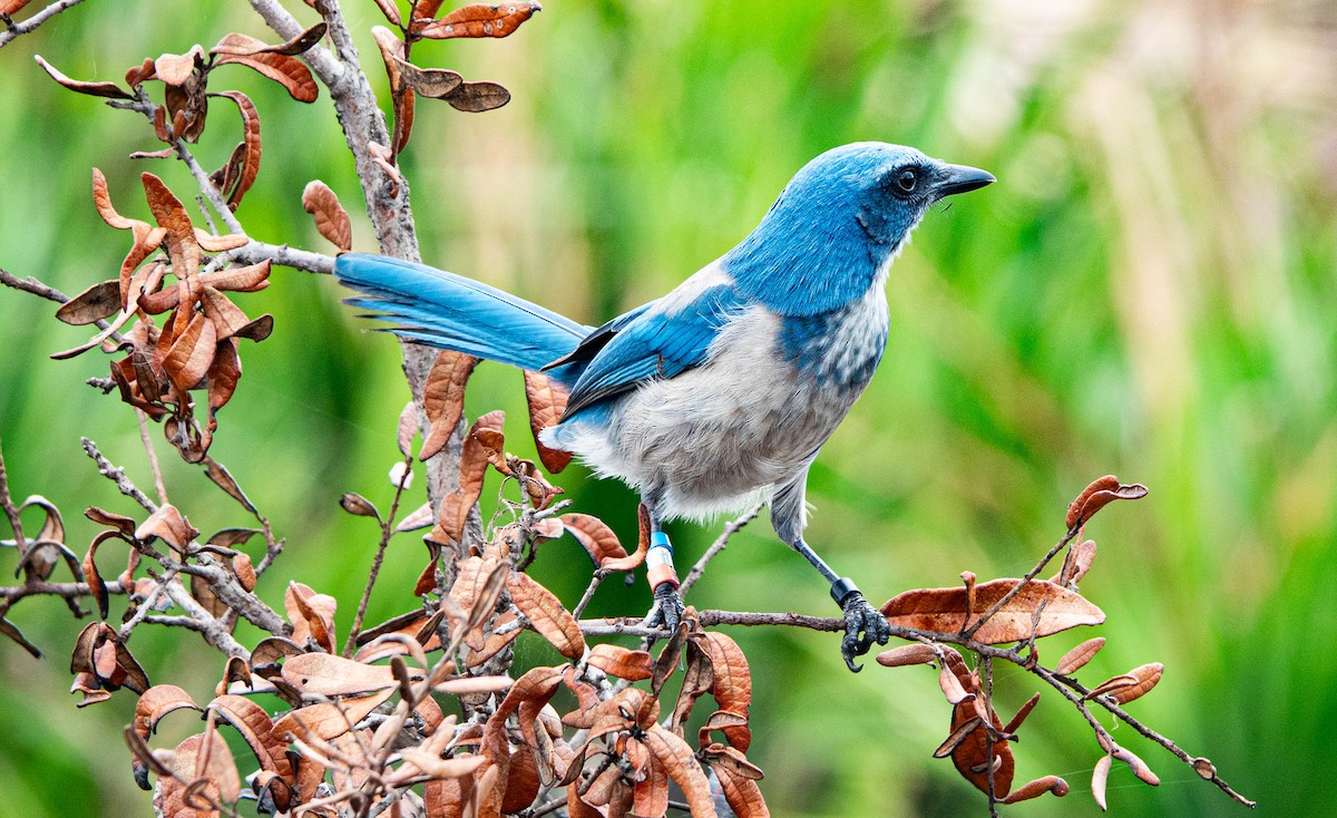 Florida Scrub-Jay - ML643299692