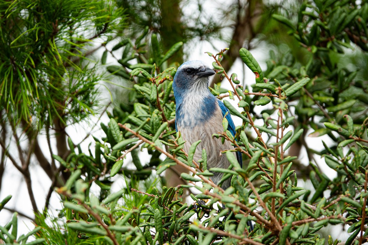 Florida Scrub-Jay - ML643299693