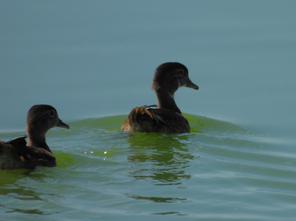 Wood Duck - ML643299694