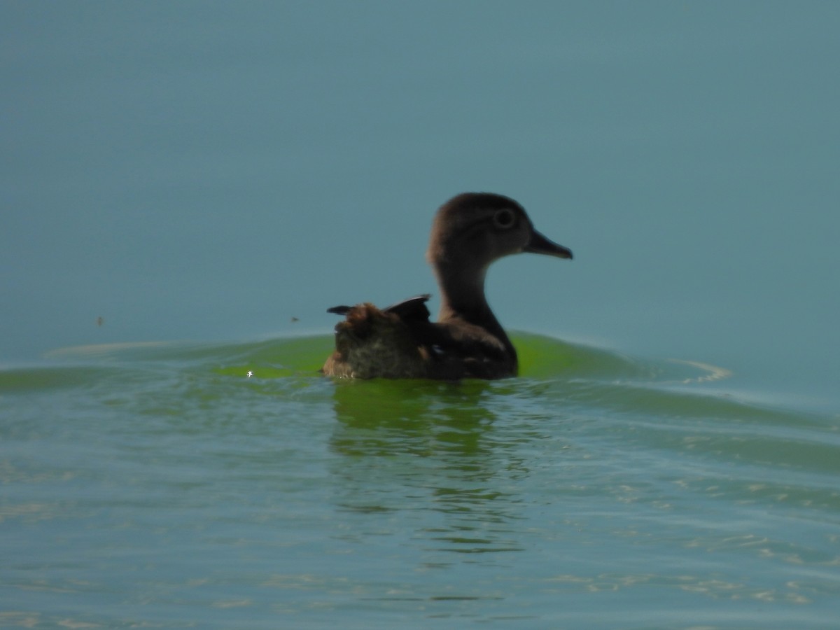 Wood Duck - ML643299695