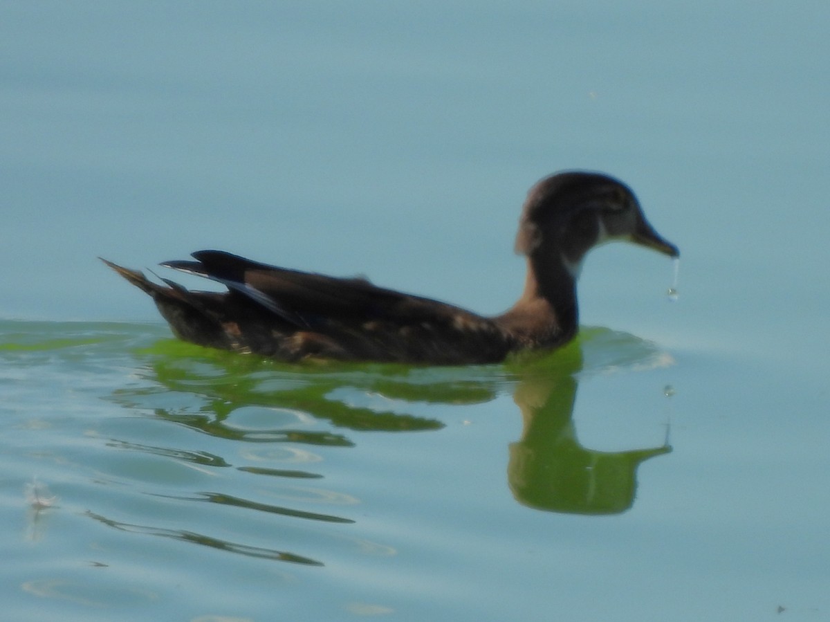 Wood Duck - ML643299696