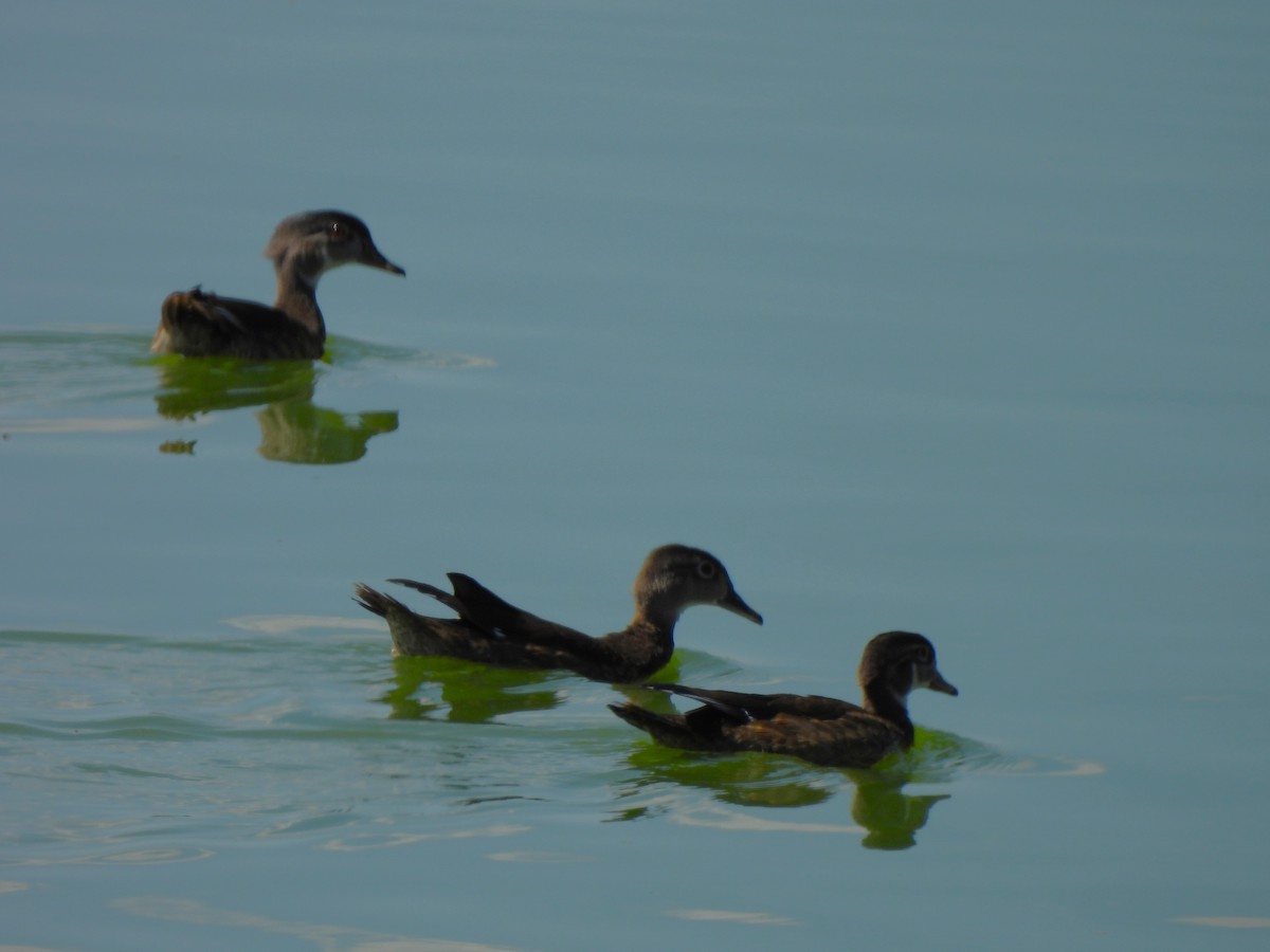 Wood Duck - ML643299697