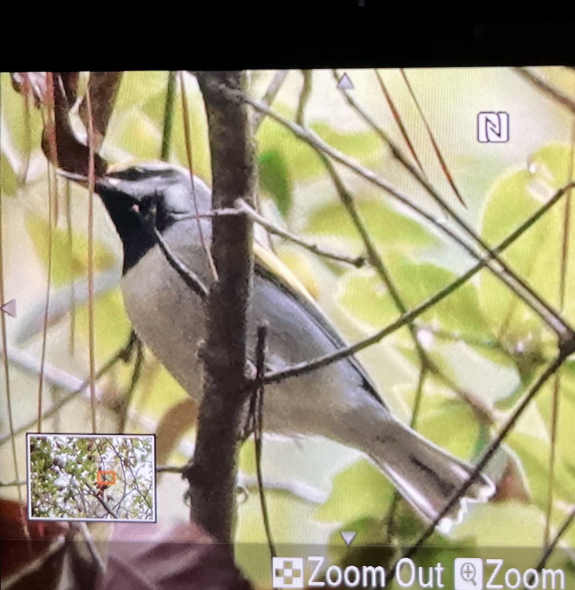 Golden-winged Warbler - ML643299700