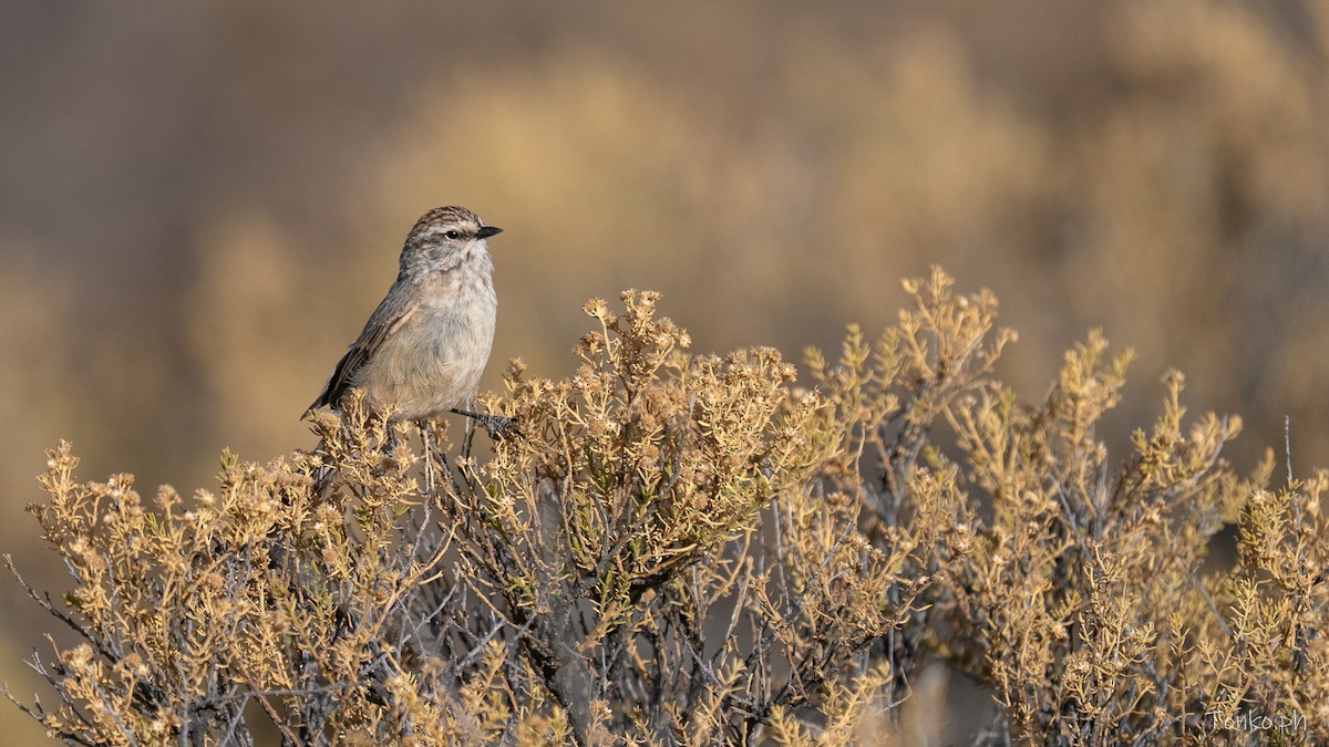 Plain-mantled Tit-Spinetail - ML643299701