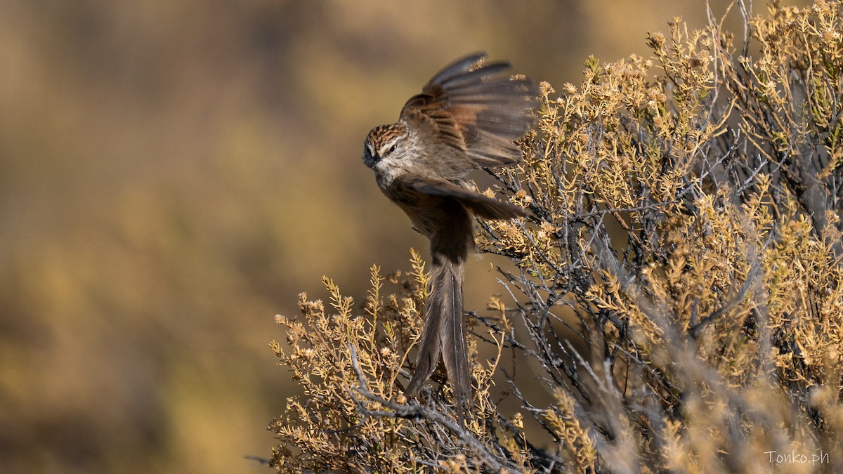 Plain-mantled Tit-Spinetail - ML643299702