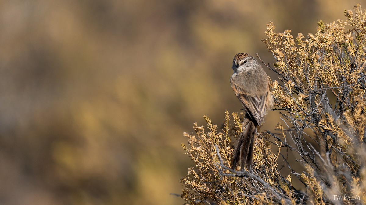 Plain-mantled Tit-Spinetail - ML643299703