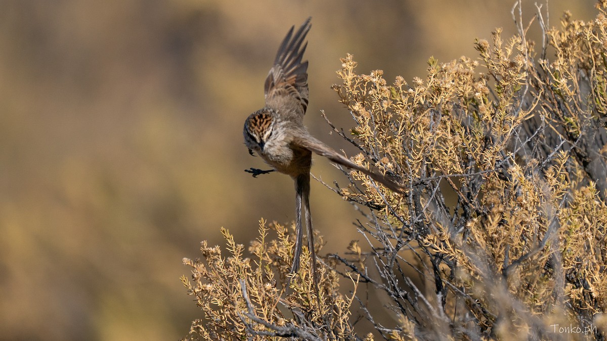 Plain-mantled Tit-Spinetail - ML643299704