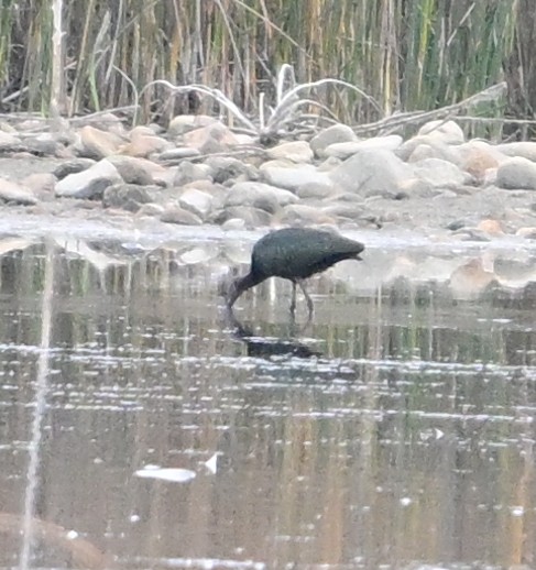 Glossy/White-faced Ibis - ML643299709