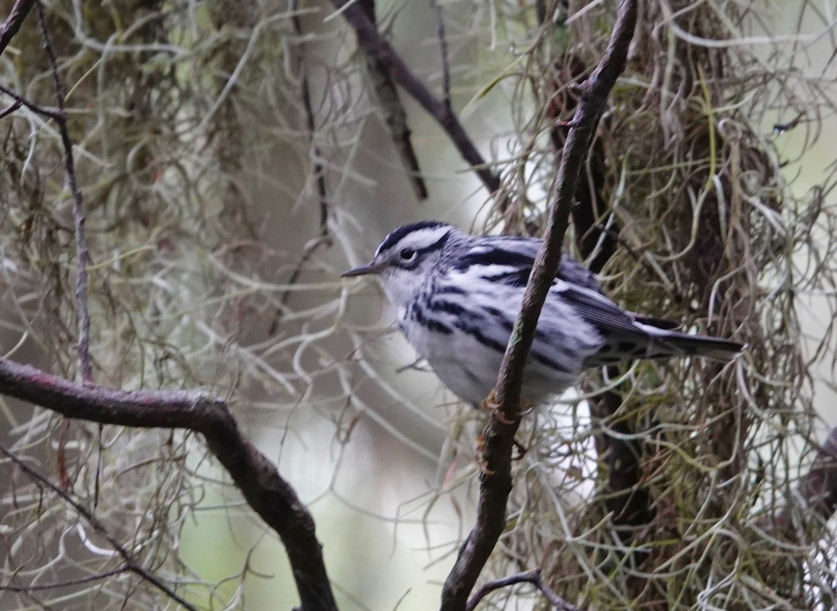 Black-and-white Warbler - ML643299719