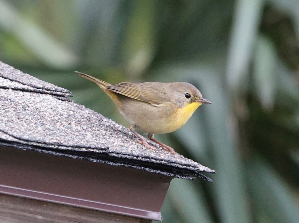 Common Yellowthroat - ML643299725