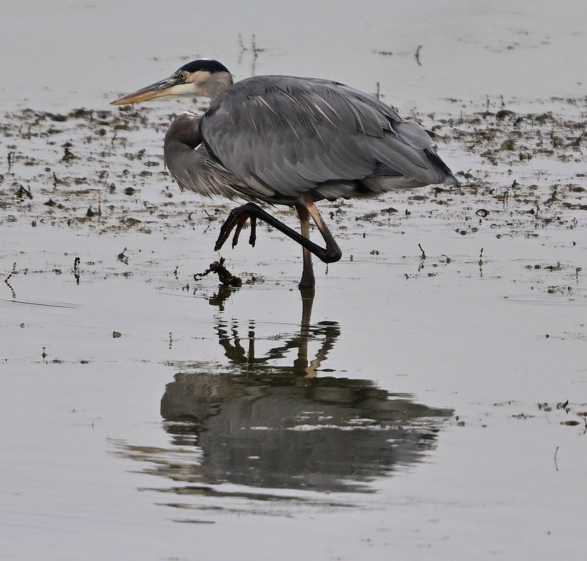 Great Blue Heron - ML643299730