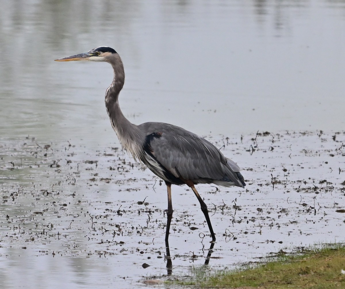 Great Blue Heron - ML643299731