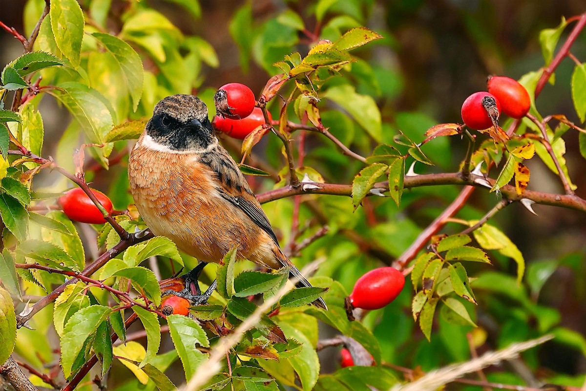 European Stonechat - ML643299735