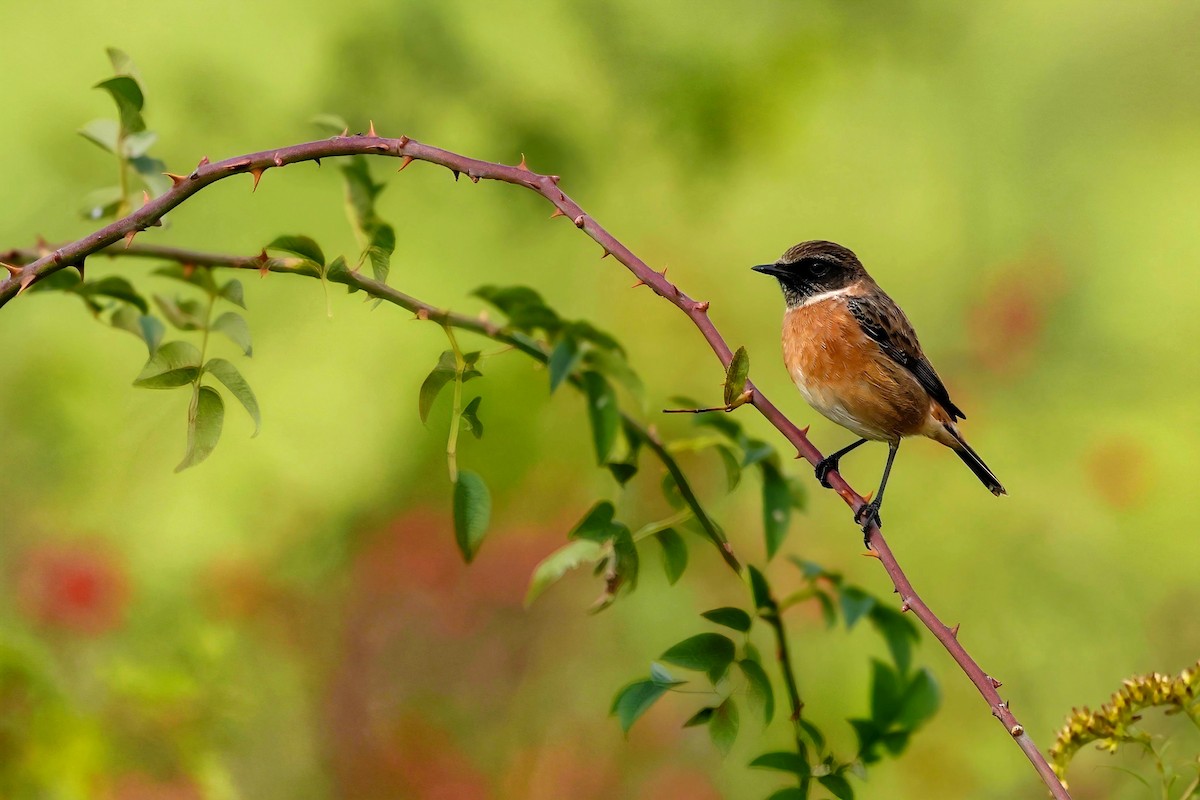 European Stonechat - ML643299736