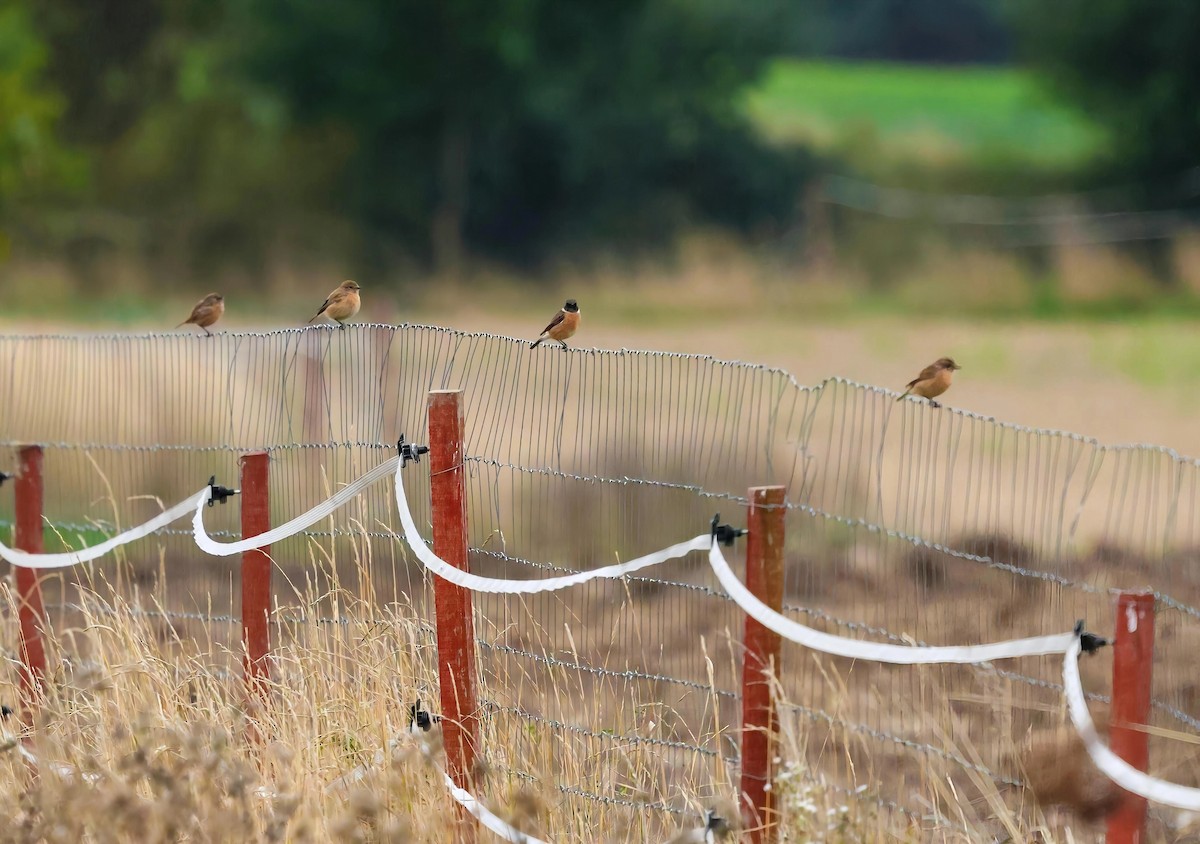 European Stonechat - ML643299737