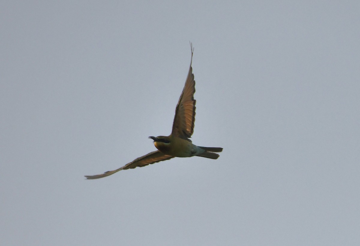 Blue-tailed Bee-eater - ML643299739