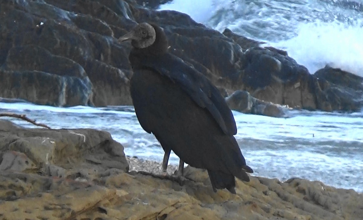Black Vulture - ML643299740