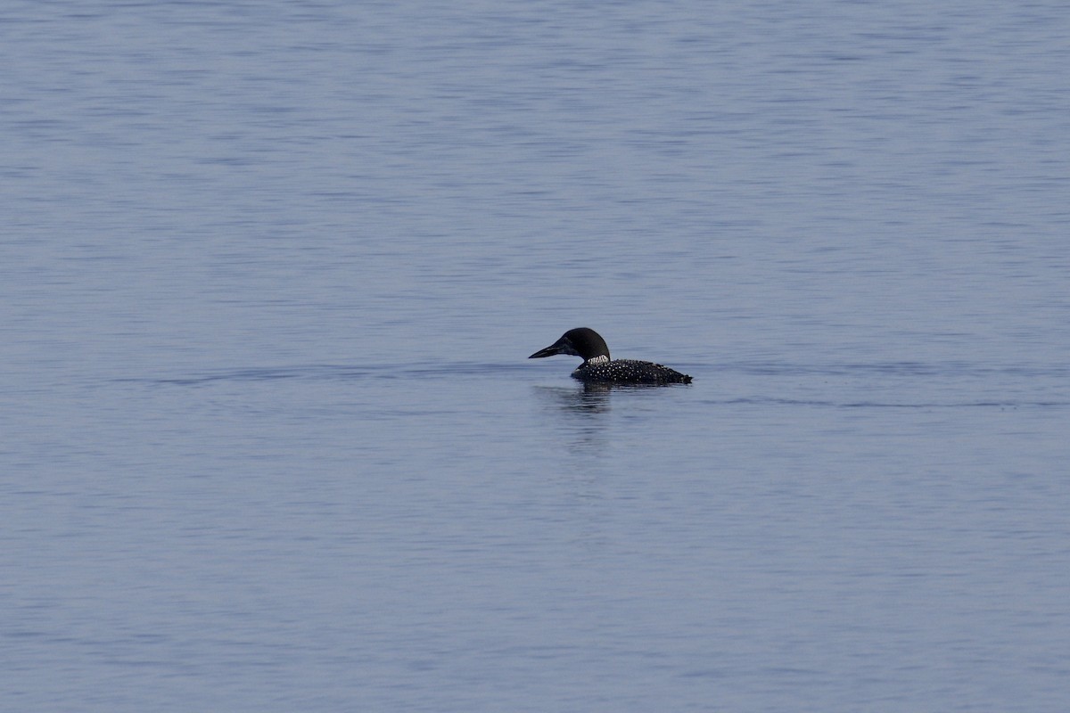 Common Loon - ML643299741