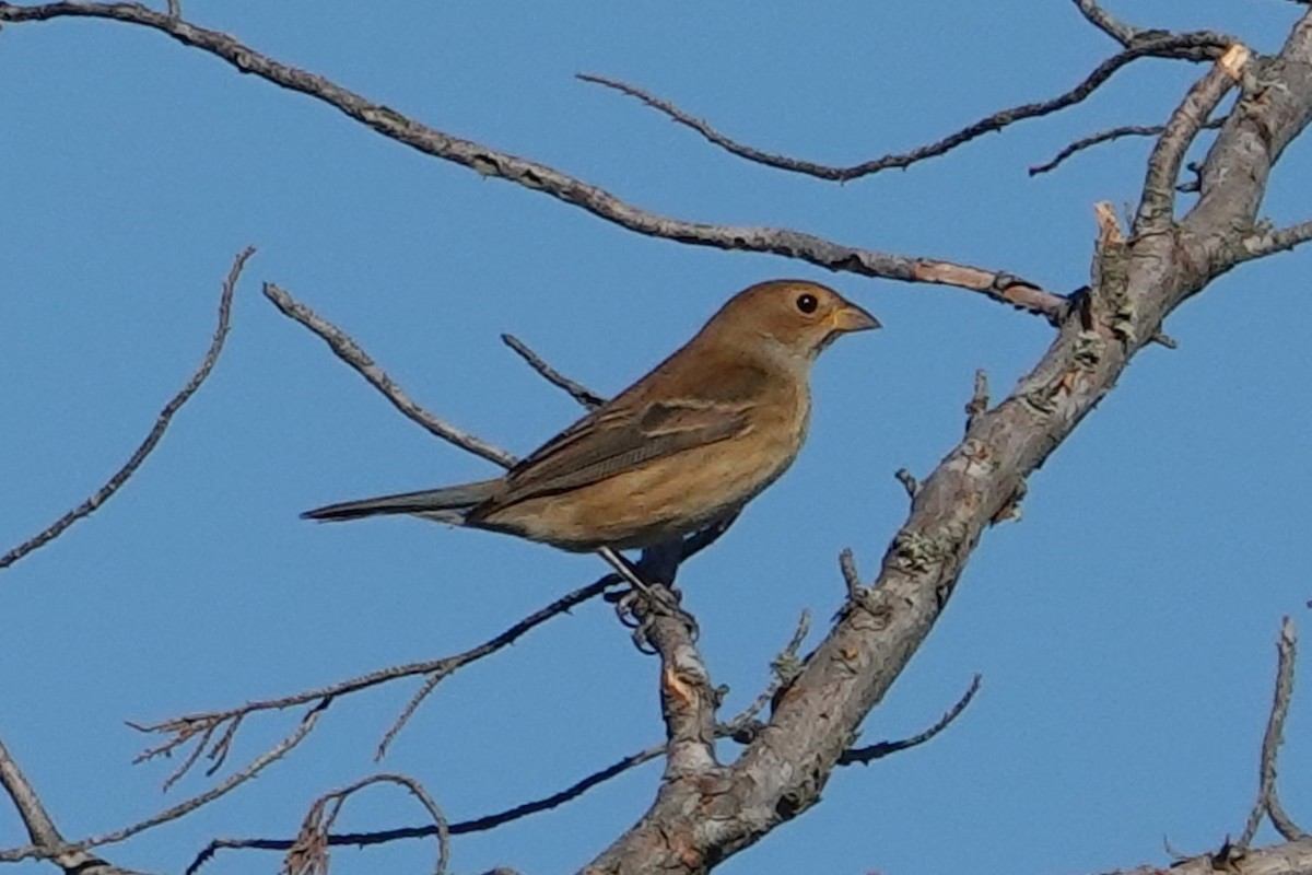 Indigo Bunting - ML643299743