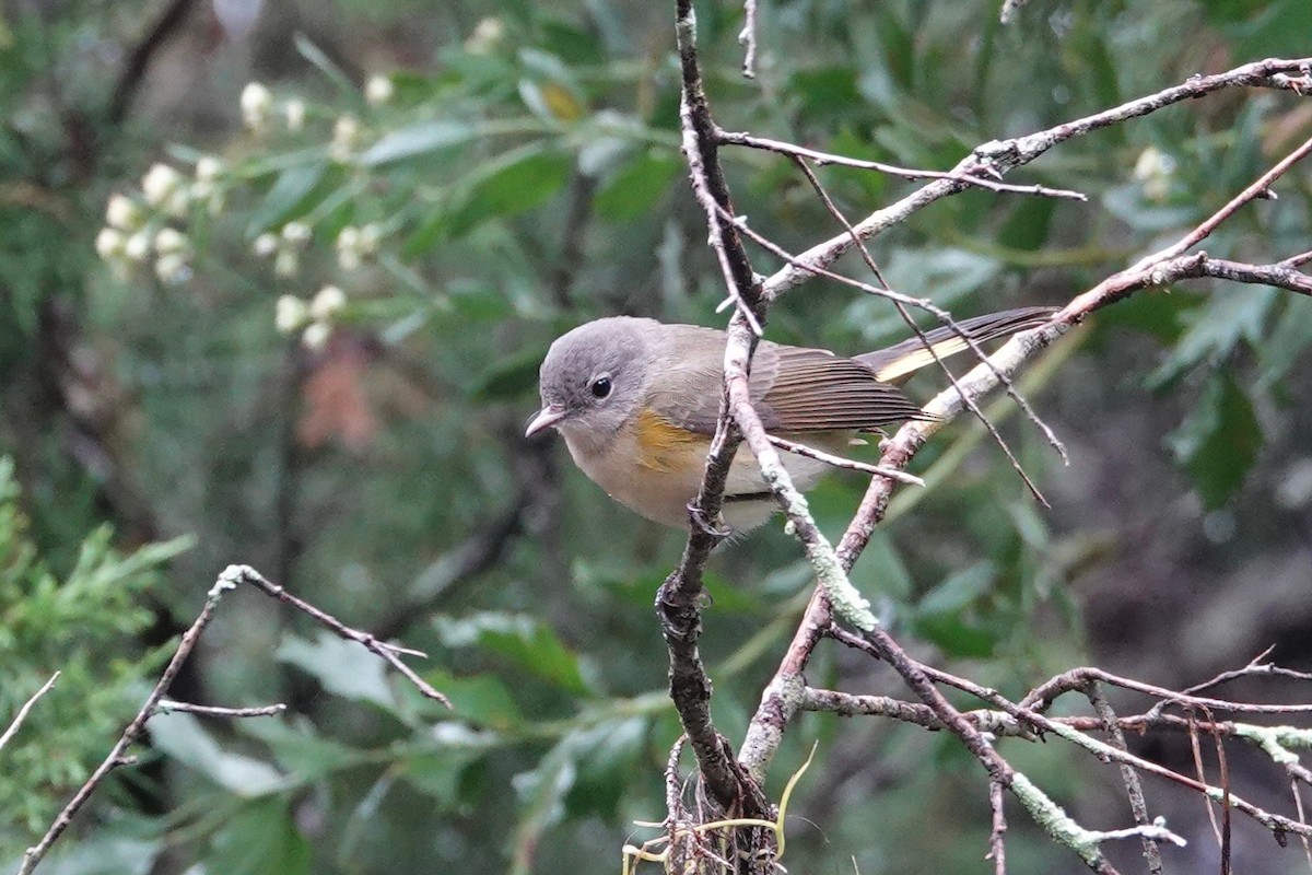 American Redstart - ML643299744