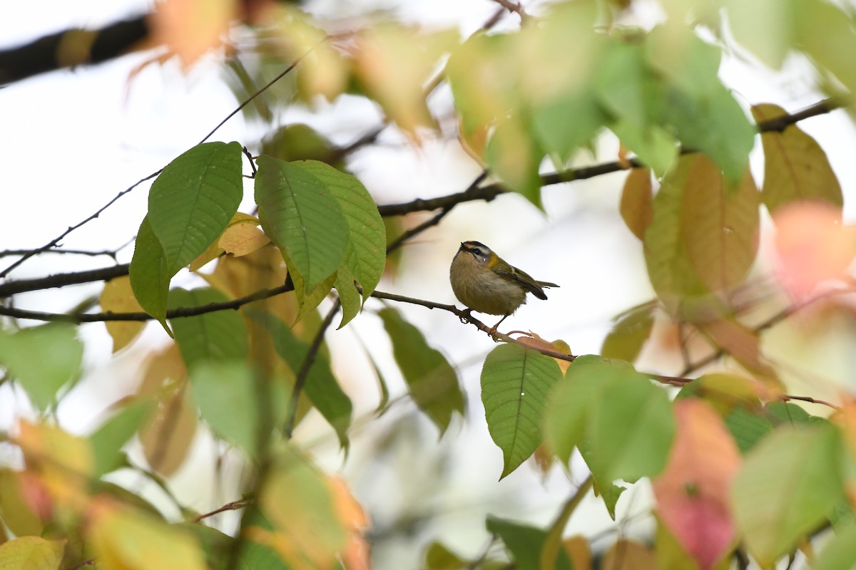 Common Firecrest - ML643299746