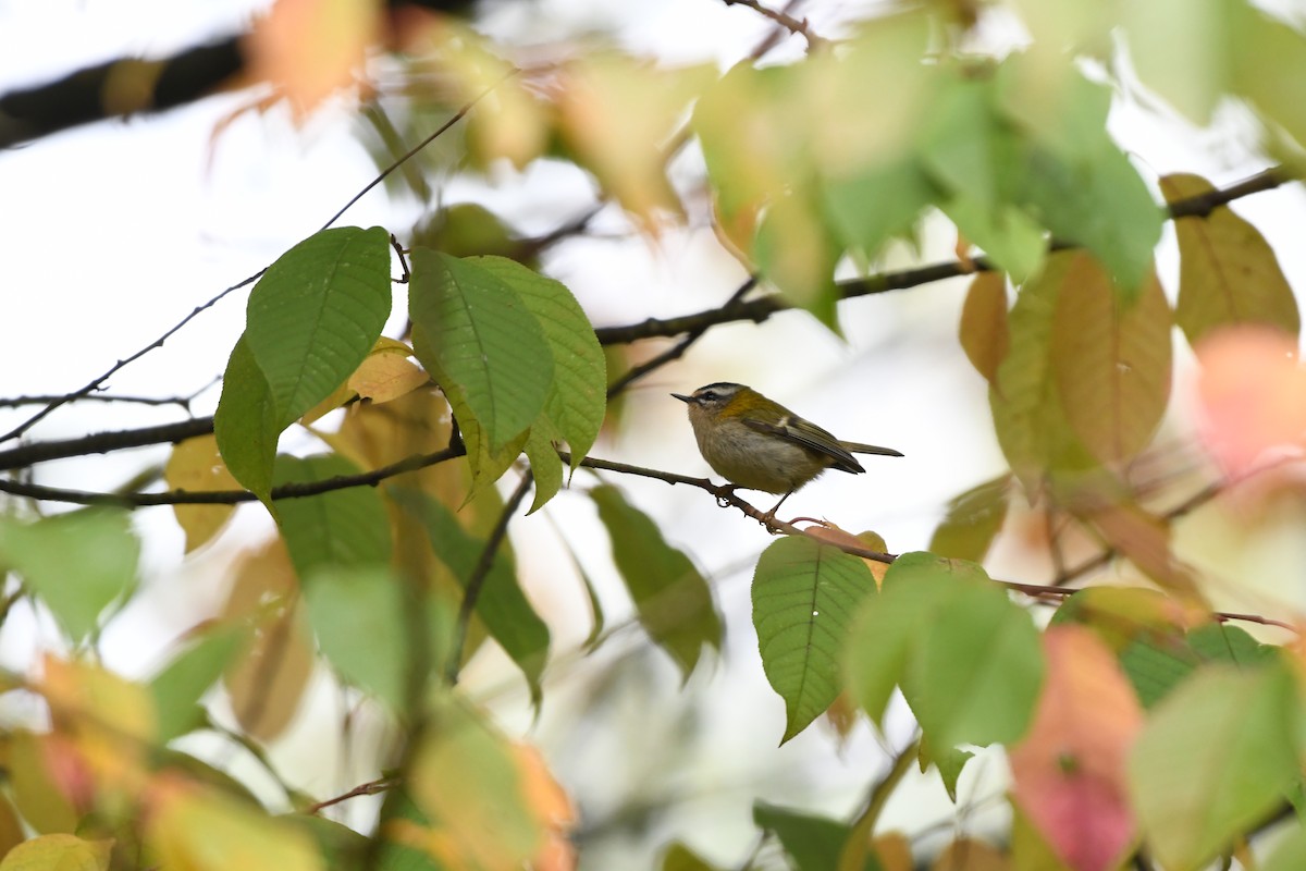 Common Firecrest - ML643299749