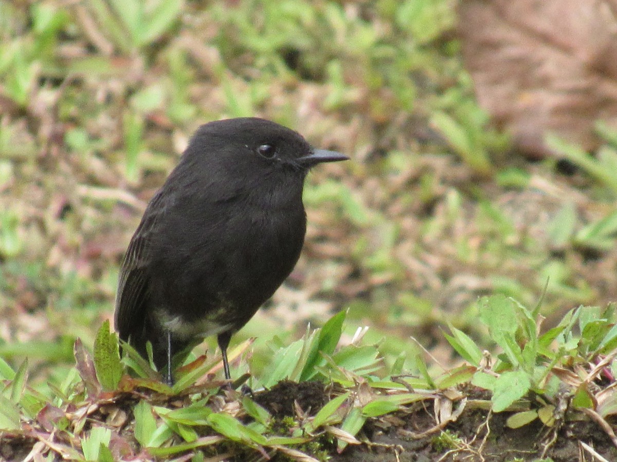 Black Phoebe - ML643299753