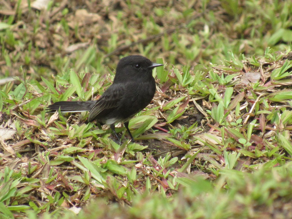 Black Phoebe - ML643299754
