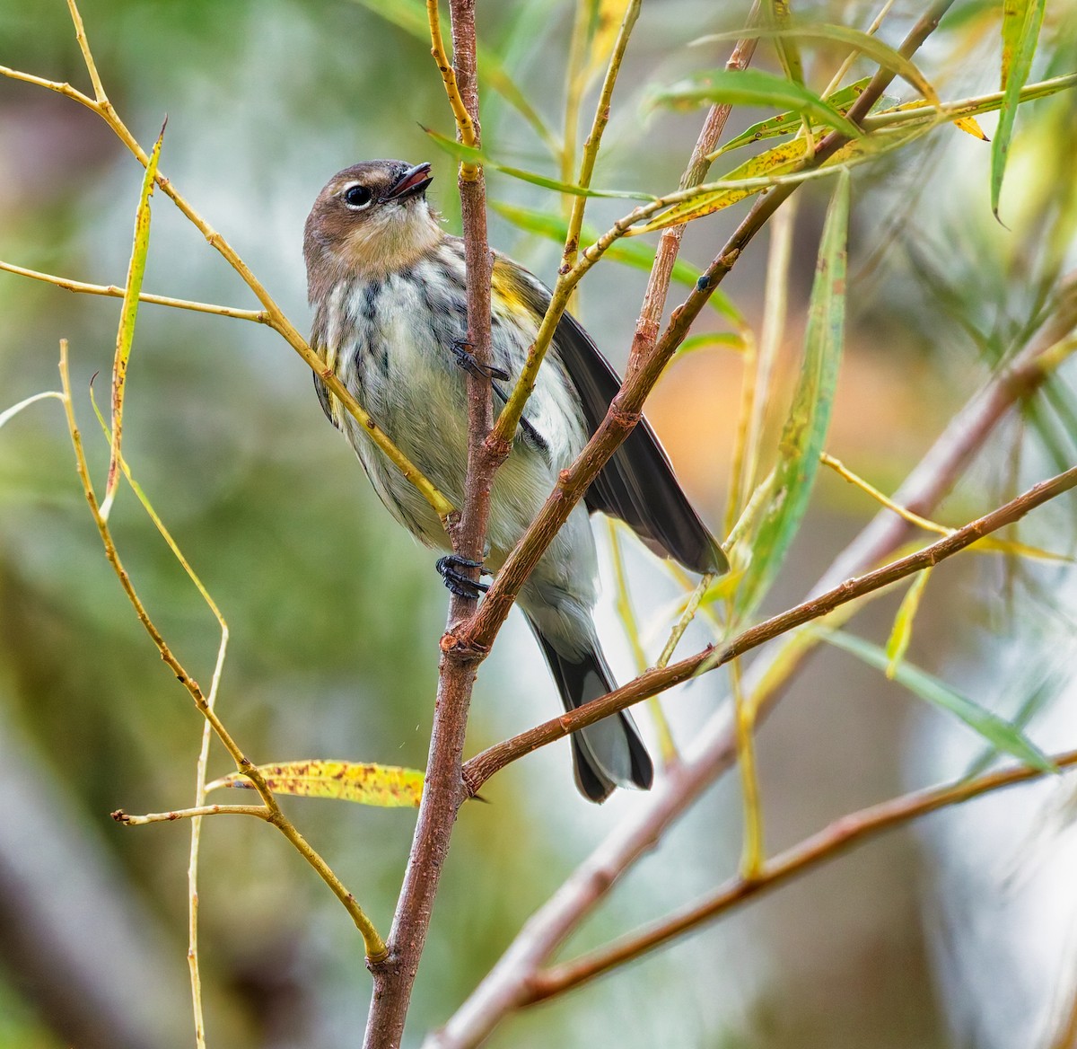 Yellow-rumped Warbler - ML643299755