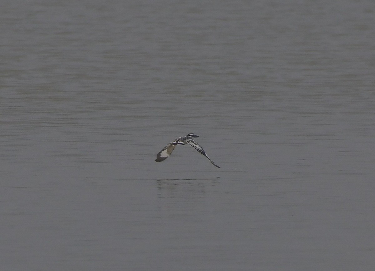 Pied Kingfisher - ML643299756
