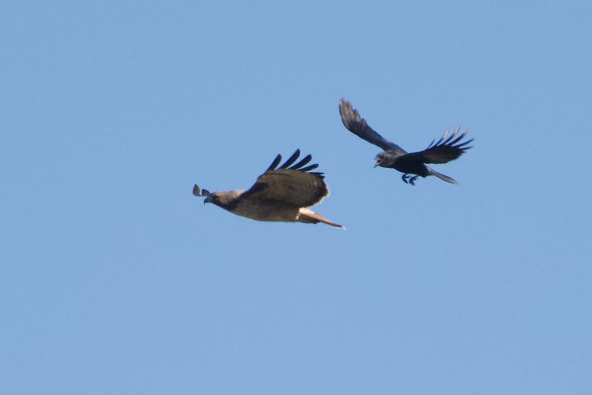 Red-tailed Hawk - ML643299757