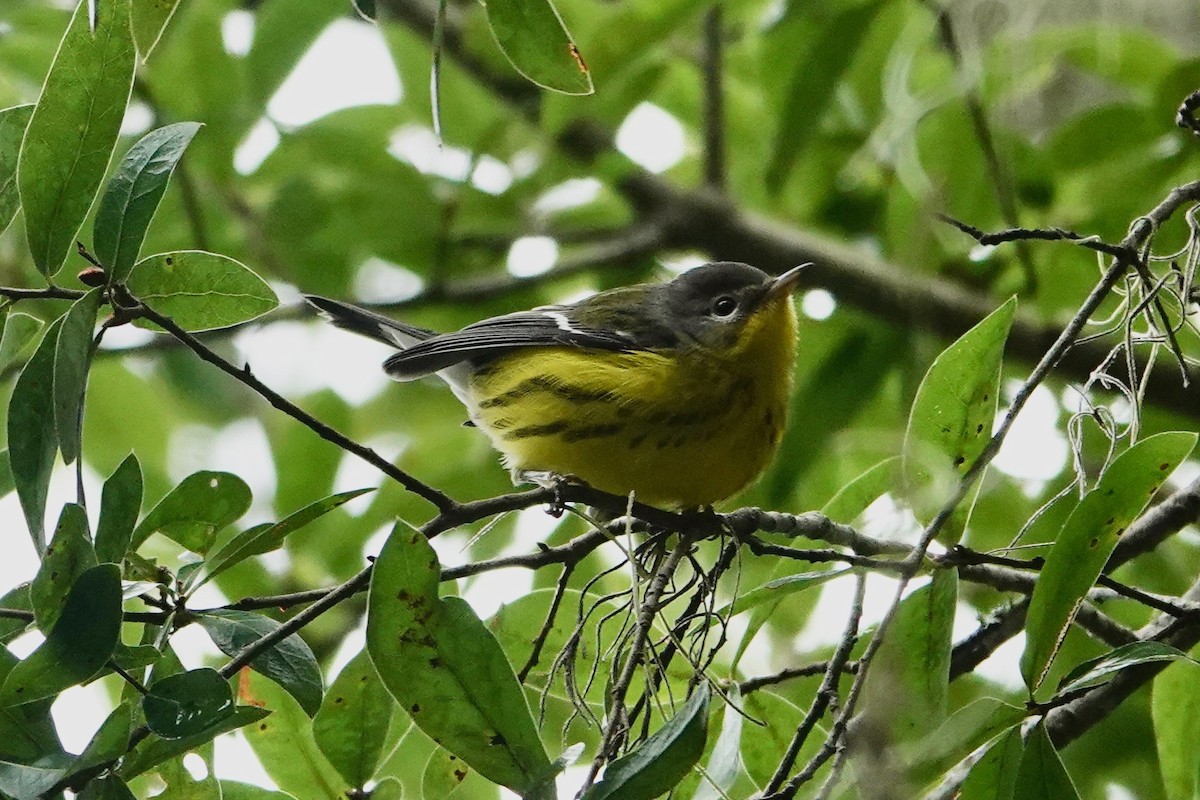Magnolia Warbler - ML643299758