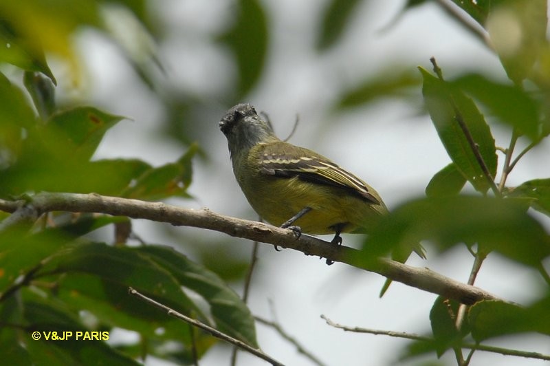 Yellow-crowned Tyrannulet - ML643299759