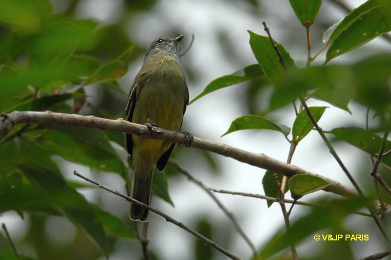 Yellow-crowned Tyrannulet - ML643299760
