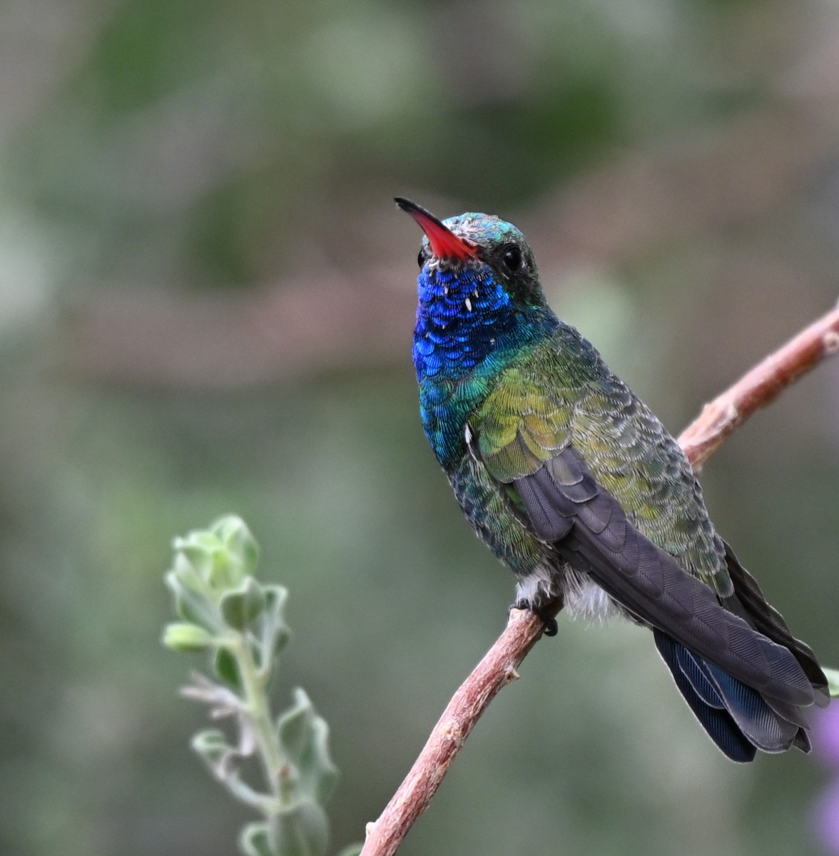 Broad-billed Hummingbird - ML643299764