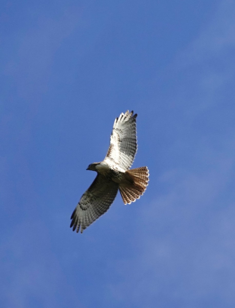 Red-tailed Hawk - ML643299765