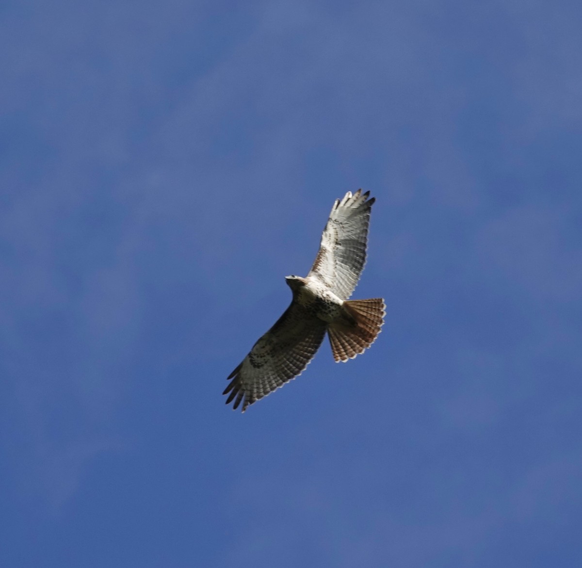 Red-tailed Hawk - ML643299766