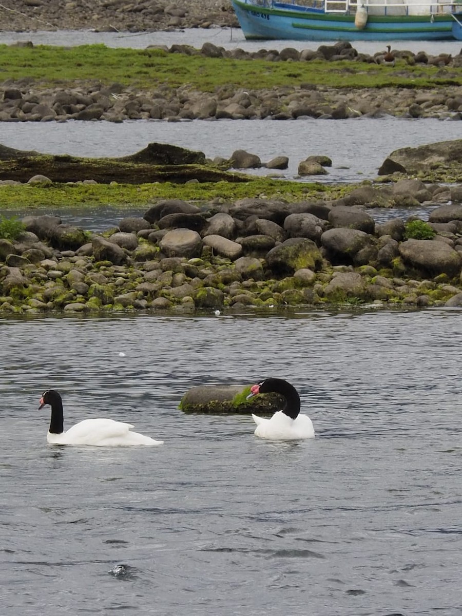 Black-necked Swan - ML643299779