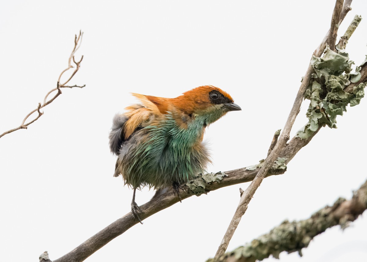 Chestnut-backed Tanager - ML643299782