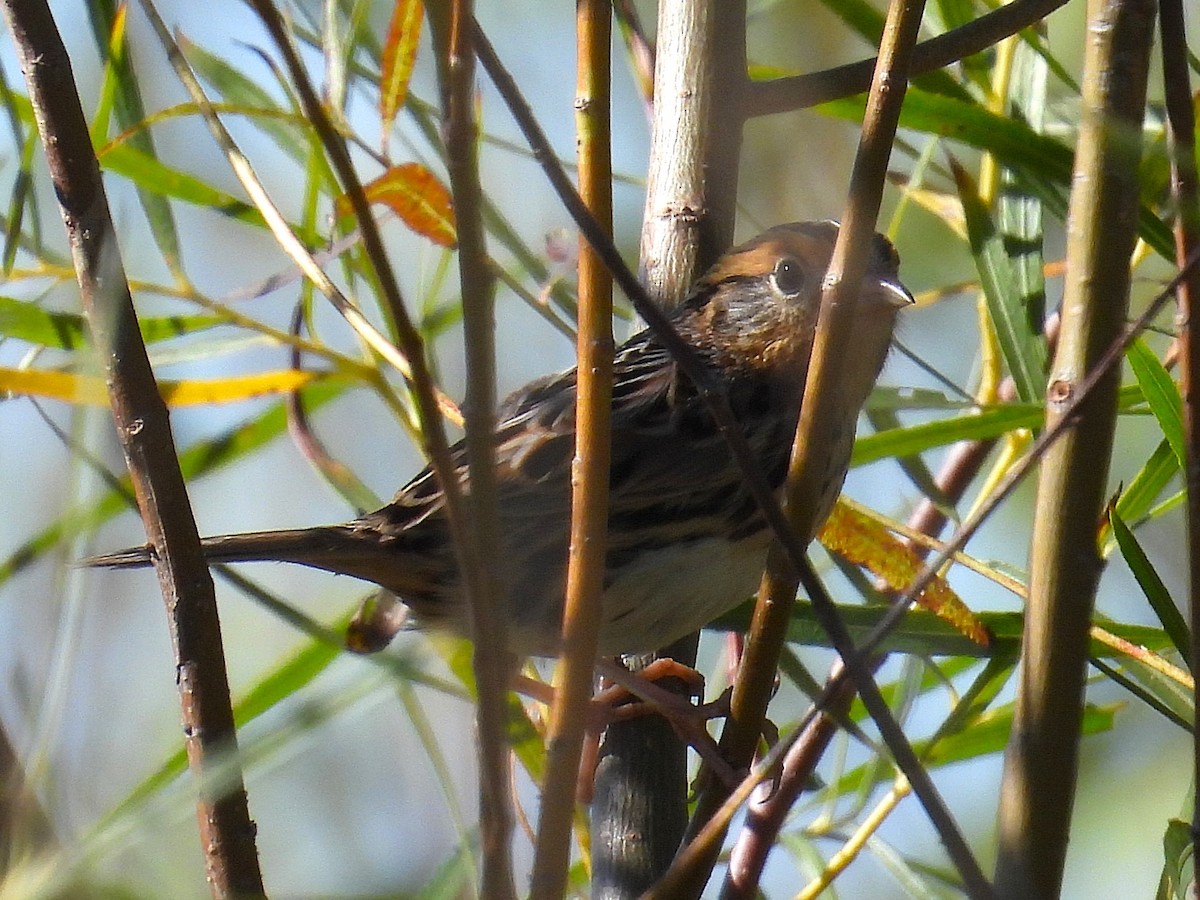 LeConte's Sparrow - ML643299792