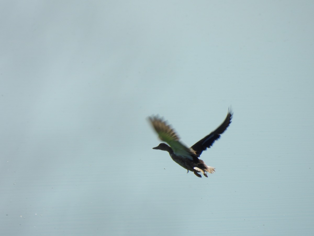 Зэрлэг нугас - ML643299796