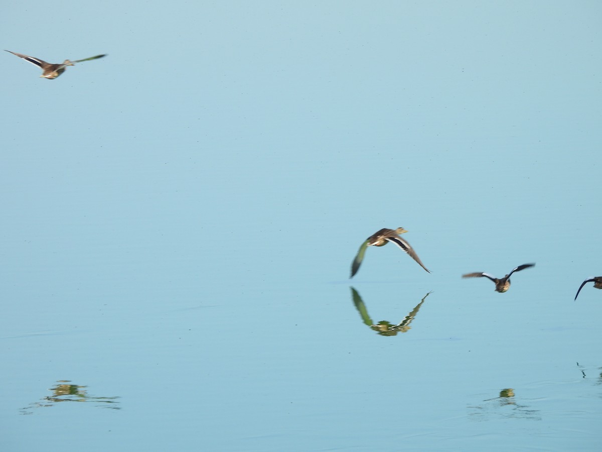 Зэрлэг нугас - ML643299797