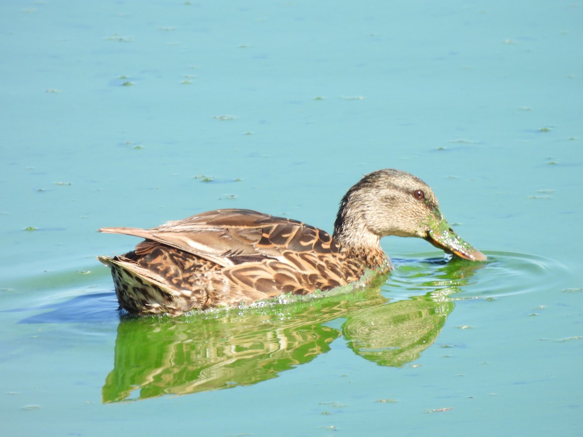 Зэрлэг нугас - ML643299798