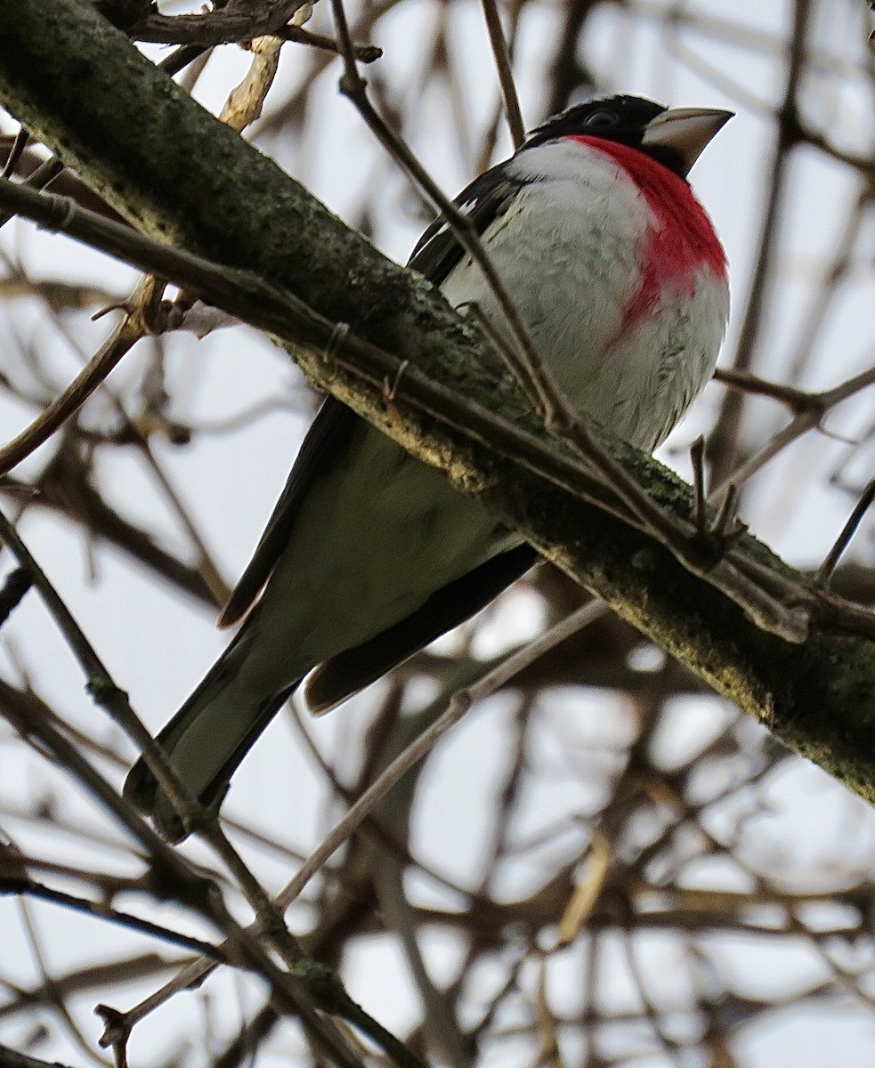 Rose-breasted Grosbeak - ML643299800