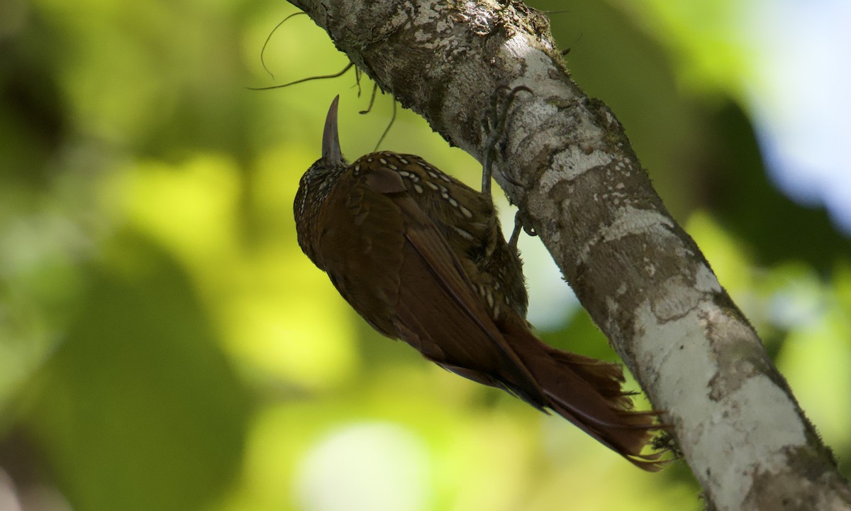Montane Woodcreeper - ML643299804